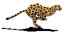 cheetah chasing antelope during super Africa safaris